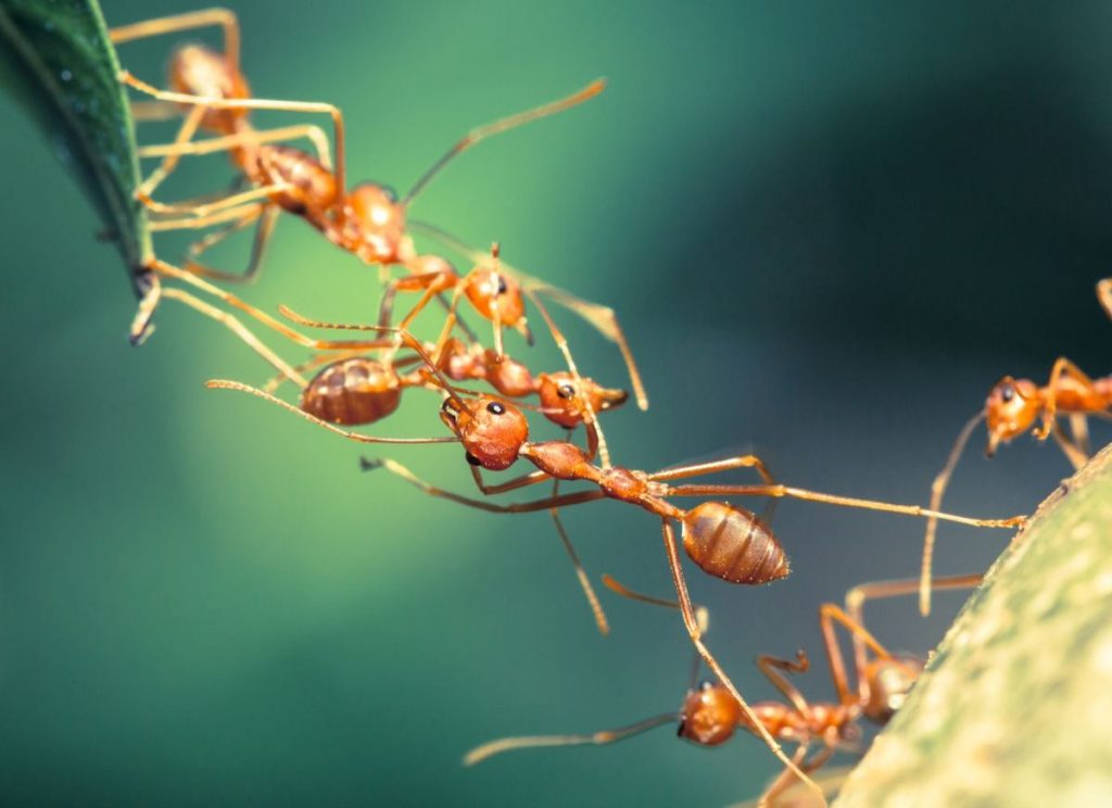 Mơ thấy kiến điềm báo lành dữ và những điều cần lưu ý 5 Mơ thấy kiến điềm báo lành dữ và những điều cần lưu ý