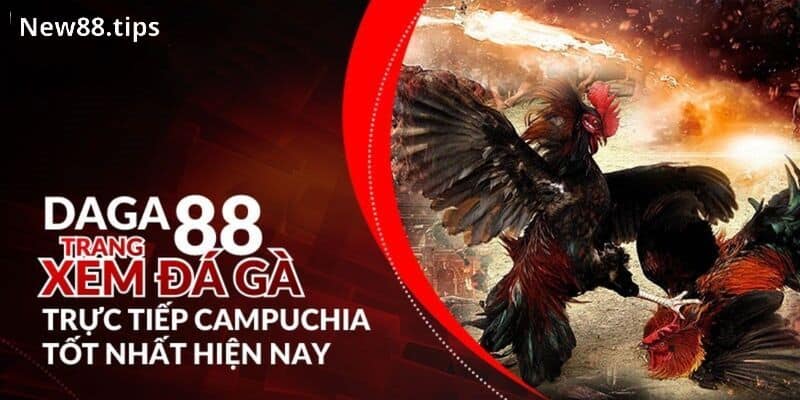 Đá gà 88 là gì?